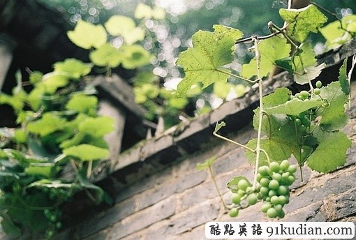 趣味英語(yǔ)起源論第1期:黃鼠狼給雞拜年,不安好心