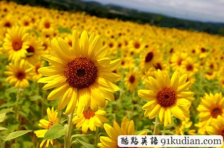 趣味英語起源論第11期:a dog in the manger 霸著茅坑不拉屎